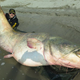 Illustration for article titled Monster 280-pound catfish caught in Italy